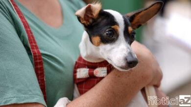 Mutirão de castração