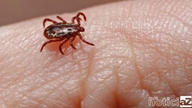 Jundiaí entra no mapa da transmissão da febre maculosa no estado de São Paulo