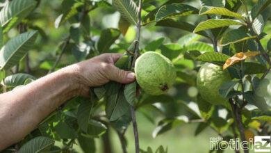 Jundiaí tem vários programas para escoamento da produção rural