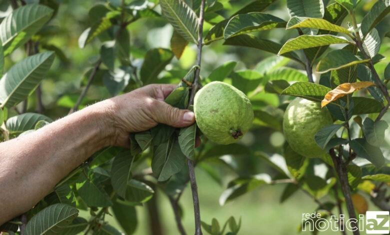 Jundiaí tem vários programas para escoamento da produção rural