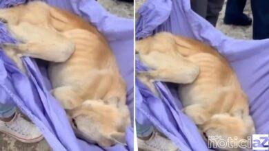 Cadela é resgatada em situação de maus-tratos