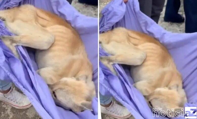 Cadela é resgatada em situação de maus-tratos