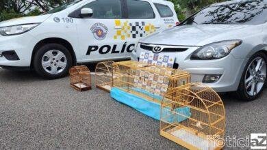 Aves silvestres são resgatadas pela Polícia Rodoviária