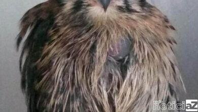 Em seis dias Mata Ciliar recebe 3 Quiriquiri em apenas em 6 dias