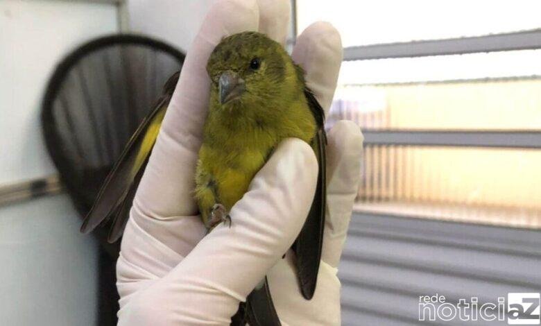 16 aves são apreendidas pela Guarda Municipal de Campo Limpo Paulista