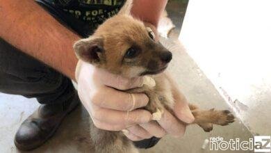 Filhotes machos de raposa-do-campo são enviados a Mata Ciliar