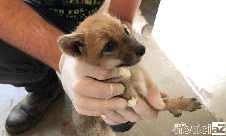 Filhotes machos de raposa-do-campo são enviados a Mata Ciliar