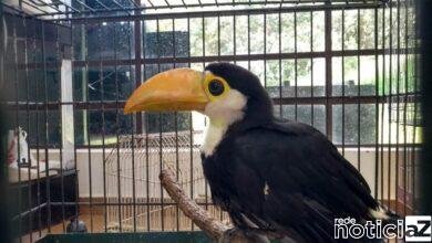 Mata Ciliar recebe filhote de tucano-toco de Várzea Paulista
