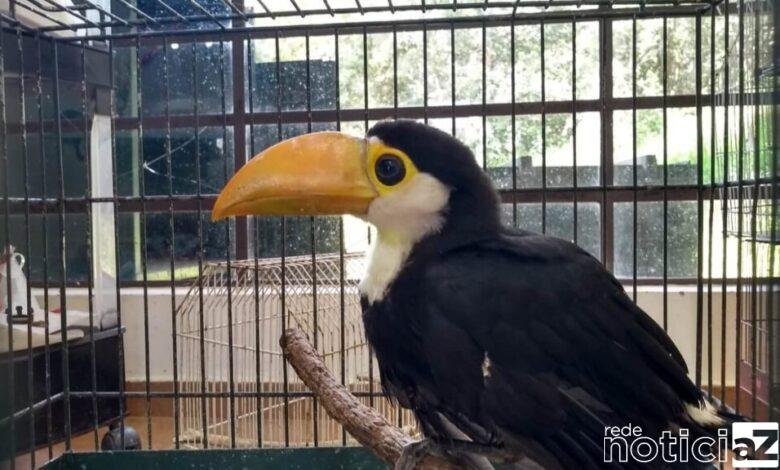 Mata Ciliar recebe filhote de tucano-toco de Várzea Paulista