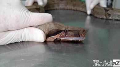 Jiboia é encontrada dentro de Fábrica em Jundiaí