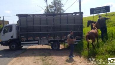 O recolhimento destina-se a animais de grande porte soltos em áreas públicas que possam causar acidentes de trânsito, ou que ameacem a população.