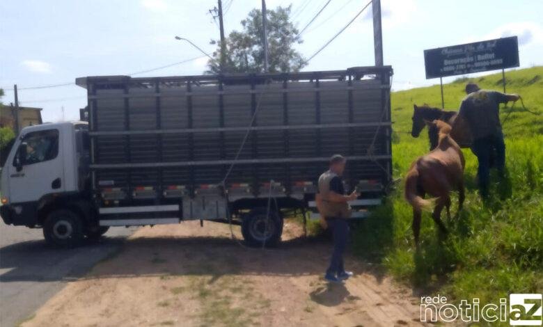 O recolhimento destina-se a animais de grande porte soltos em áreas públicas que possam causar acidentes de trânsito, ou que ameacem a população.