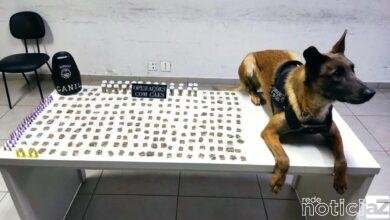 VÍDEO - Cão ajuda Polícia a encontrar 1kg de droga em Jundiaí