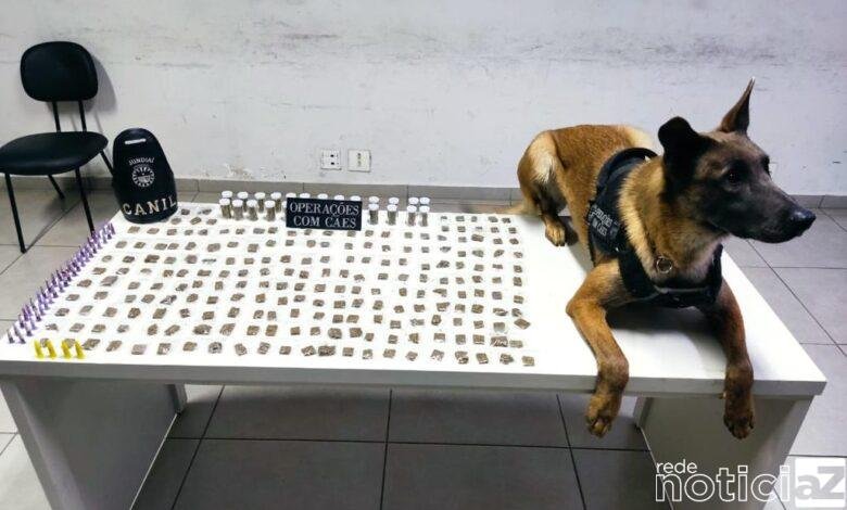 VÍDEO - Cão ajuda Polícia a encontrar 1kg de droga em Jundiaí