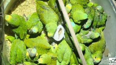 20 papagaios-verdadeiros são apreendidos em operação de combate ao tráfico animal
