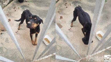 Cachorro é resgatado em situação de maus-tratos em Jundiaí