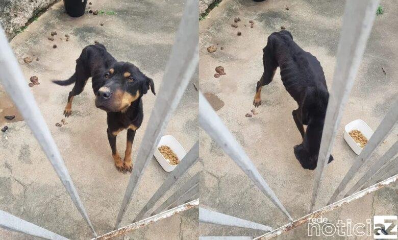 Cachorro é resgatado em situação de maus-tratos em Jundiaí