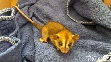 Cuíca é resgata por Guarda Municipal de Campo Limpo