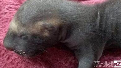 Furões são encontados em Itupeva e encaminhados a Mata Ciliar