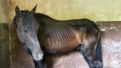 VÍDEO - DIG de Jundiaí resgata cavalos em estado insalubre em propriedade com ossadas de animais