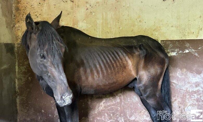 VÍDEO - DIG de Jundiaí resgata cavalos em estado insalubre em propriedade com ossadas de animais