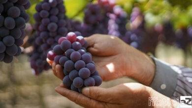 Festa da Uva de Jundiaí comemora 90 anos