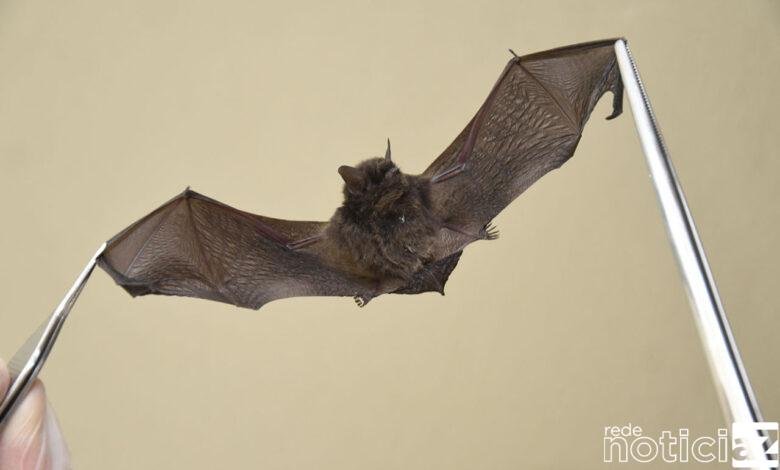 Sexto caso de morcego com raiva é identificado em Jundiaí