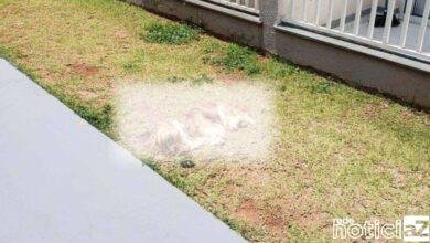 Cachorro morre após cair do 5º andar de prédio em Itupeva