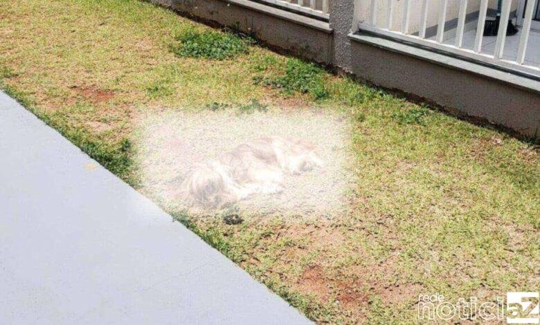 Cachorro morre após cair do 5º andar de prédio em Itupeva