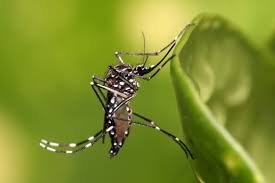 Mutirão contra o Aedes Aegypti será feito em Santos