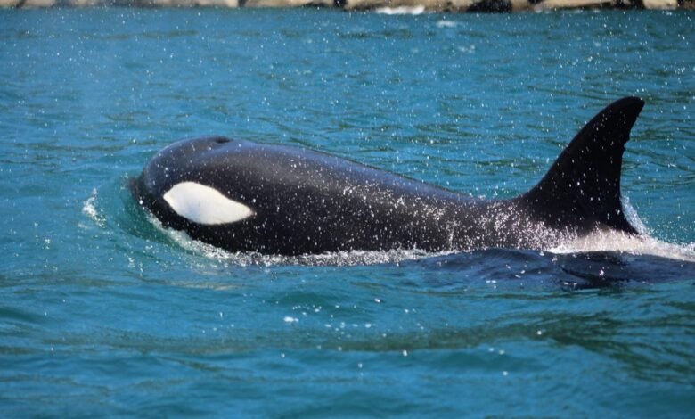 Orcas são vistas em Ilhabela
