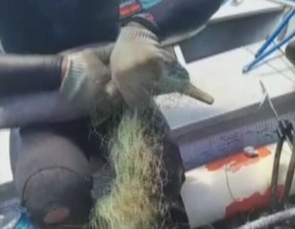 Golfinho é salvo por pescador; volta ao mar e ganha beijo