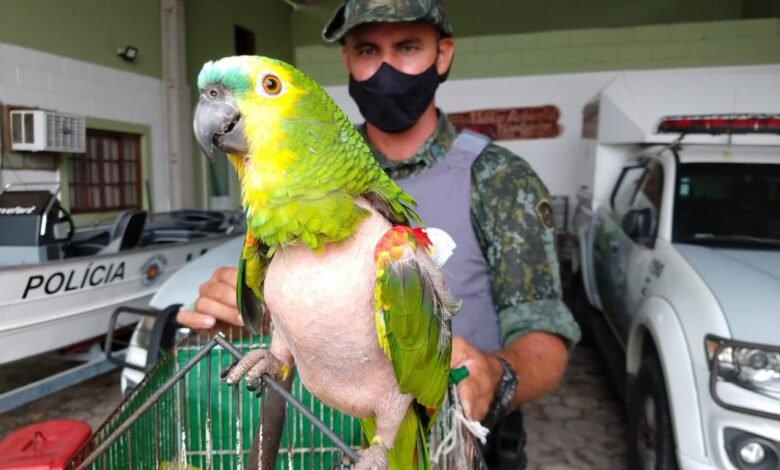 Maus tratos a aves silvestres rende multa de 12 mil reais