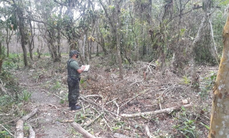 Polícia Militar Ambiental Flagra desmatamento em área de preservação em Itanhaém