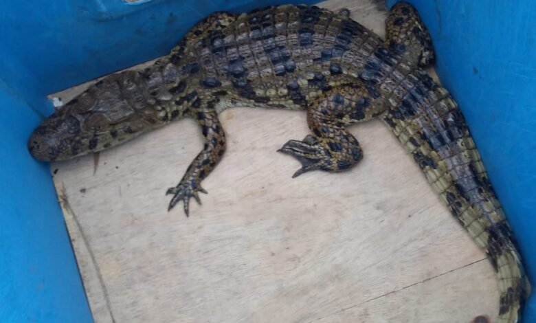 Jacaré entra numa casa e é salvo pela Polícia Ambiental