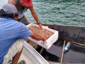 Blitz no mar: 280kg de camarão são apreendidos e pescadores são multados em R$ 18 mil