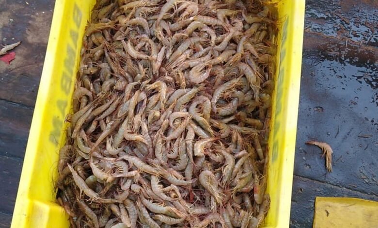 Camarão pescado irregularmente é apreendido