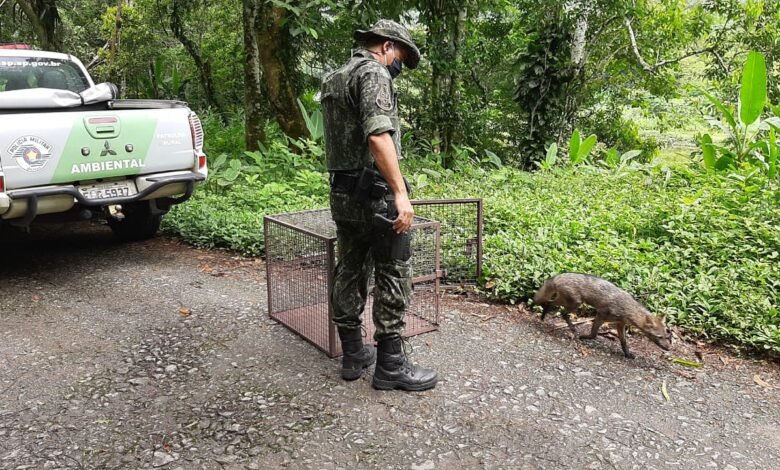 Cachorro do mato é solto no caminho dos Pilões em Cubatão