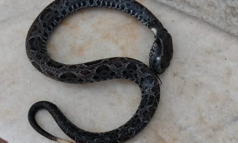 Idosa sofre dois AVCs depois de ser atacada por cobra