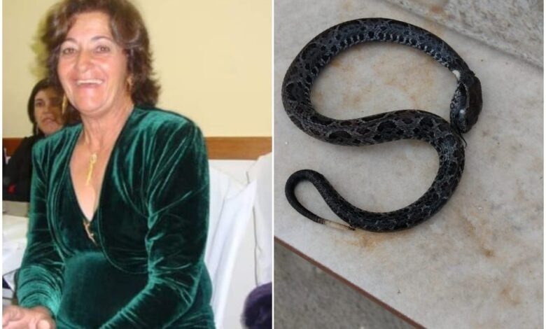 Idosa picada por cobra em Itanhaém morre