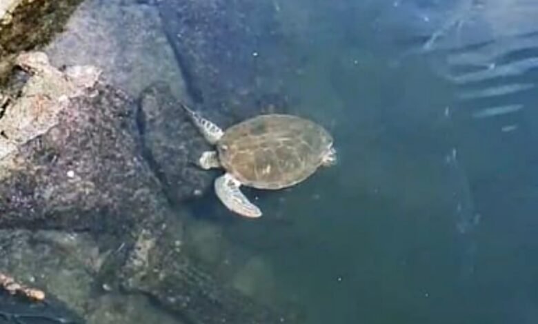 Tartaruga aparece em canal de Santos