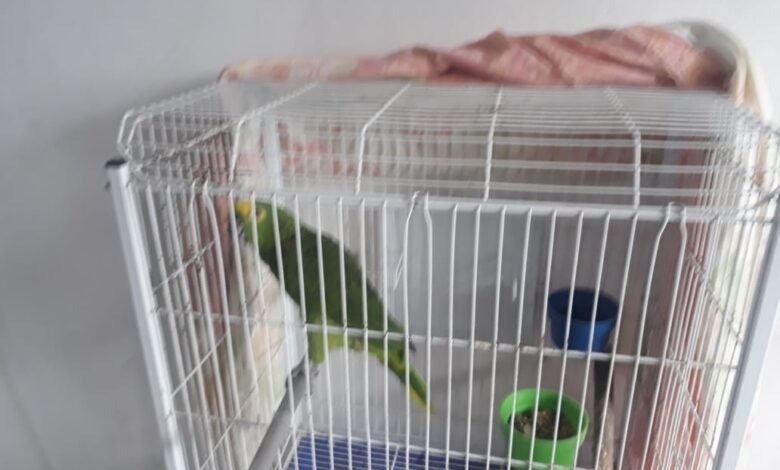 Polícia Ambiental: Aves são apreendidas e rendem multa acima de R$ 15 mil