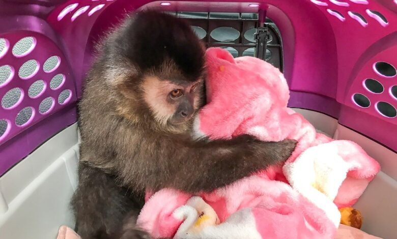 Macaco-prego é salvo de cativeiro em Caraguatatuba