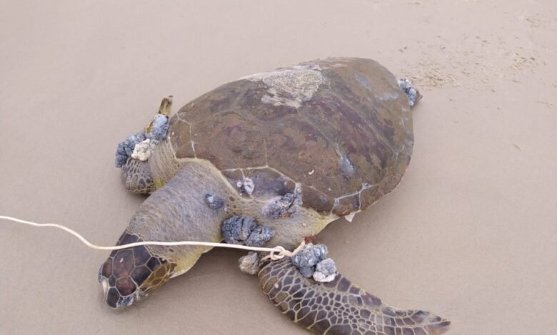Tartaruga-verde é encontrada morta em Bertioga