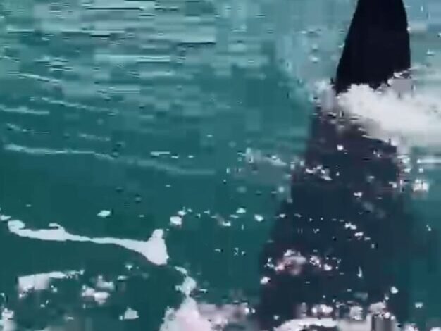 Tubarão-baleia é visto em Ilhabela