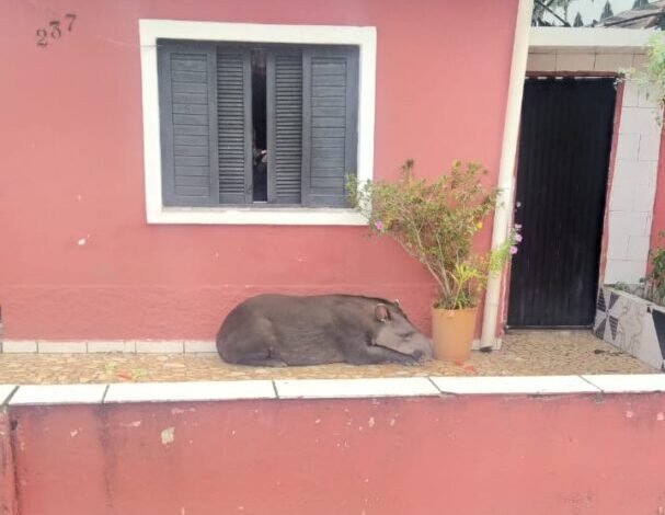 Casa de Praia Grande é visitada por anta
