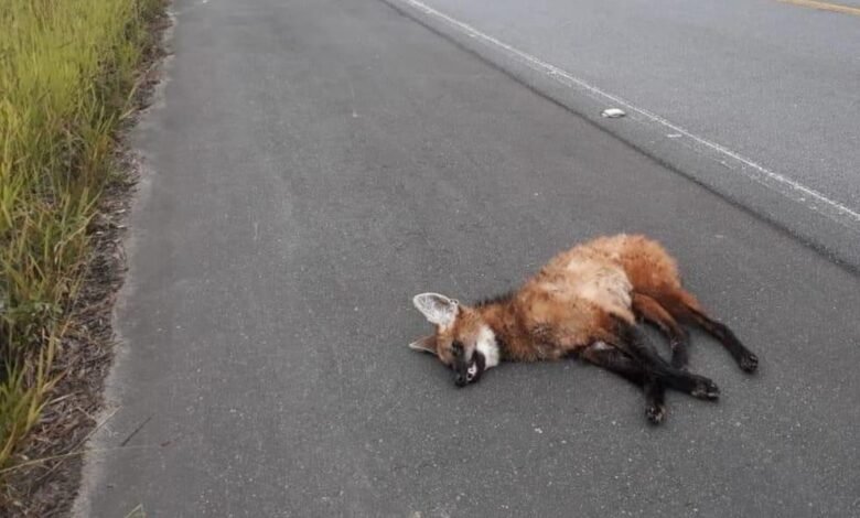 Lobo-guará morre em rodovia de Ubatuba