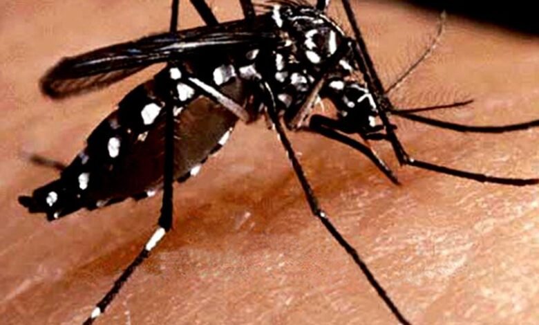 Estudo feito por pesquisadores brasileiros mostrou que pessoas que tiveram dengue têm mais propensão a desenvolverem sintomas da covid-19,