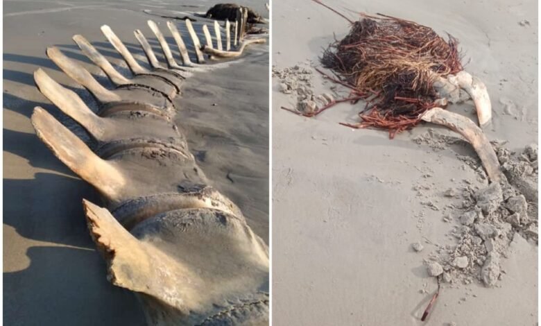 Aonde foi parar o esqueleto da baleia em Peruíbe?