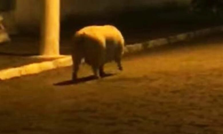 Porco resolve passear em São Sebastião